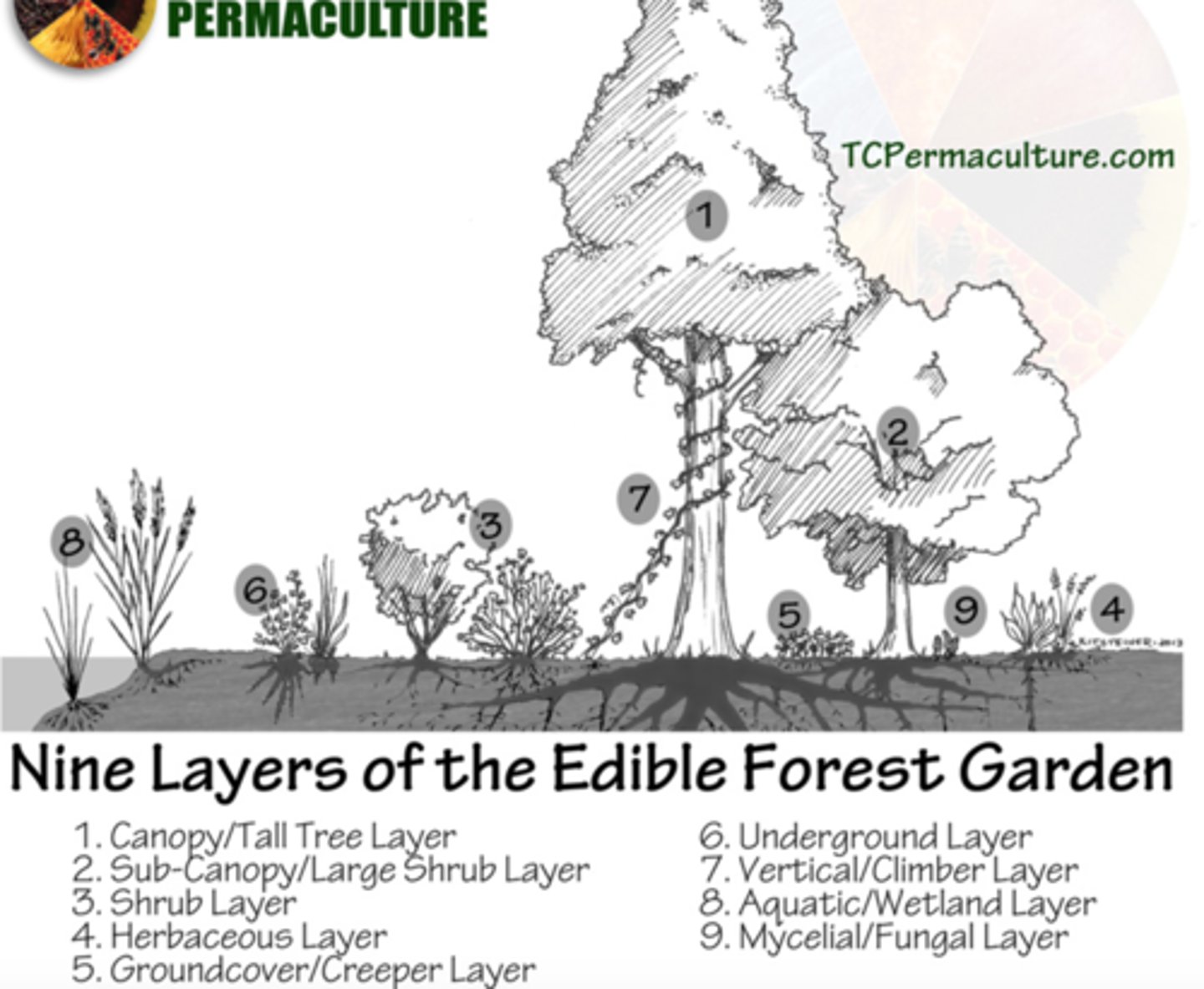 <p>A system of agricultural and social design principles centered around simulating or directly utilizing the patterns and features observed in natural ecosystems.</p>
