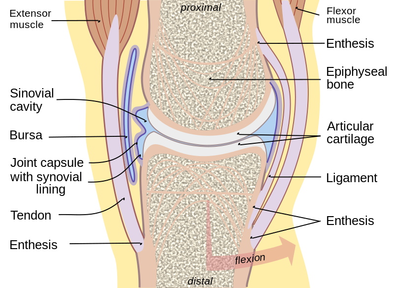 <ul><li><p>thin white layer of cartilage around the end of bones</p><ol><li><p>reduce friction to protect bones</p></li><li><p>absorb shock</p></li><li><p>limits movement for structural support </p></li></ol></li></ul>