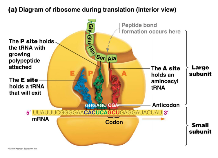 <p>translation</p>