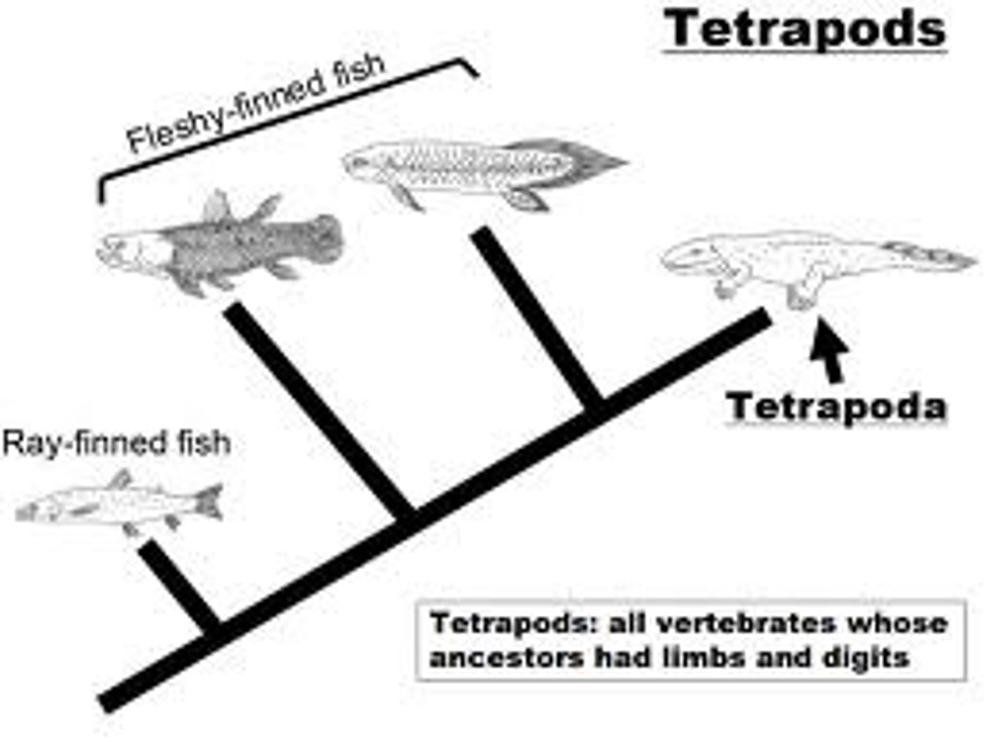 <p>Amphibians + Amniotes (Reptiles, Birds, Mammals)</p>