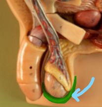 <p>Identify what the highlight/pointed to portion of the model is called.</p>