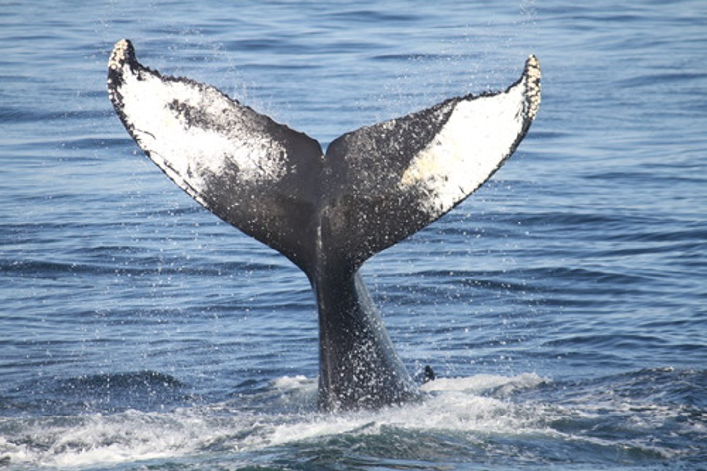 <p>whale franca</p>