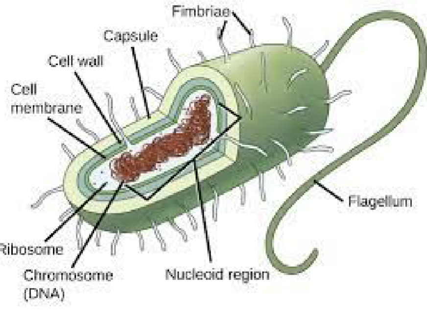 <ul><li><p>Simple structure, no membrane-bound organelles</p></li><li><p>Smaller genome (less DNA) than eukaryotes</p></li><li><p>One circular chromosome; eukaryotes have multiple linear chromosomes</p></li><li><p>Lack a nucleus; the chromosome is in the nucleoid</p></li><li><p>May have plasmids: small rings of DNA</p></li><li><p>Differences in DNA replication, transcription and translation from Eukaryotes</p><ul><li><p>Allow antibiotics to kill or inhibit bacterial cell growth without harming human cells</p></li></ul></li></ul>