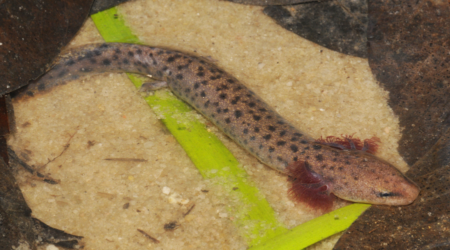 Name this specimen