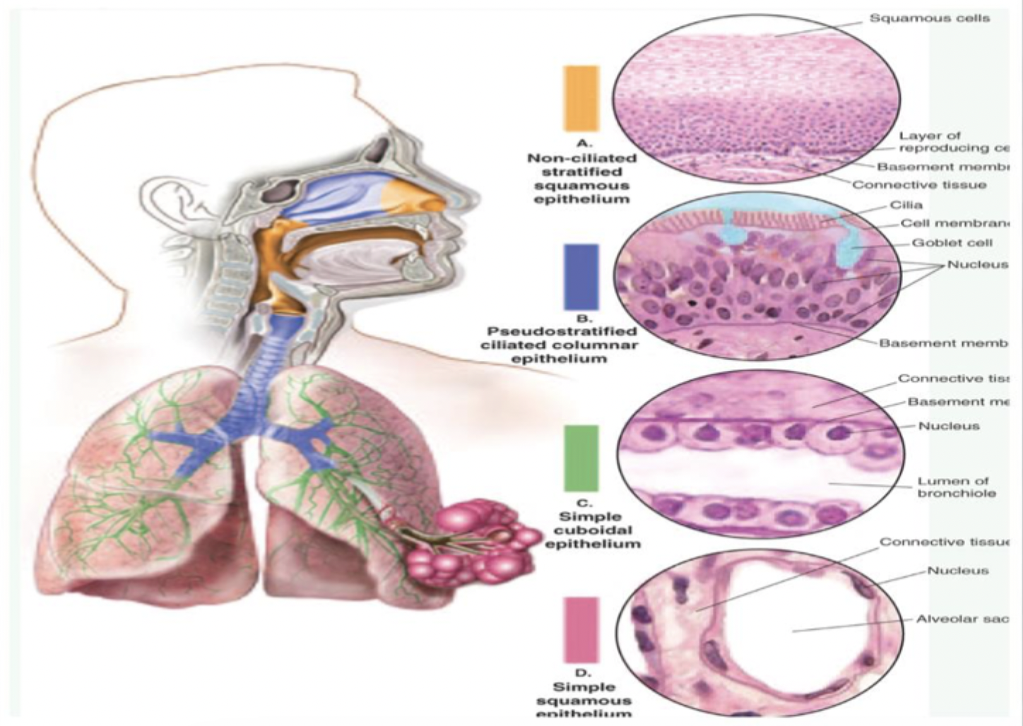 <ul><li><p>Ciliated</p><ul><li><p>Must be able to move</p><ul><li><p>Mucus helps move cilia</p></li></ul></li></ul></li><li><p>location</p><ul><li><p><mark data-color="red" style="background-color: red; color: inherit;">Nasal passages</mark></p></li><li><p><mark data-color="red" style="background-color: red; color: inherit;">Trachea to bronchi</mark></p></li></ul></li><li><p>Cilia (hairlike structures)</p><ul><li><p>Cilia must be able to move</p><ul><li><p>Moves through mucus (must be moist)</p></li></ul></li><li><p>Important for gas</p></li></ul></li></ul><p></p>