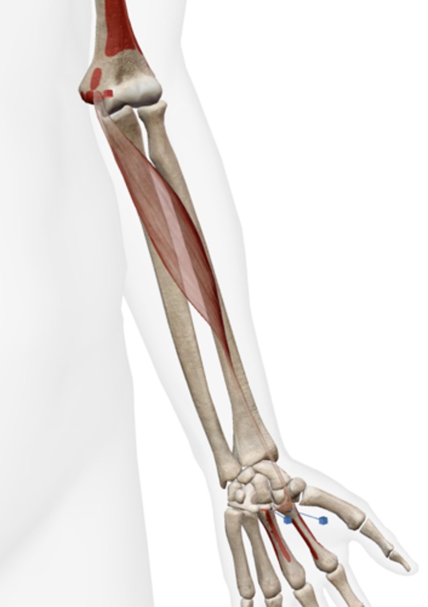 <p>Medial epicondyle of the humerus.</p>