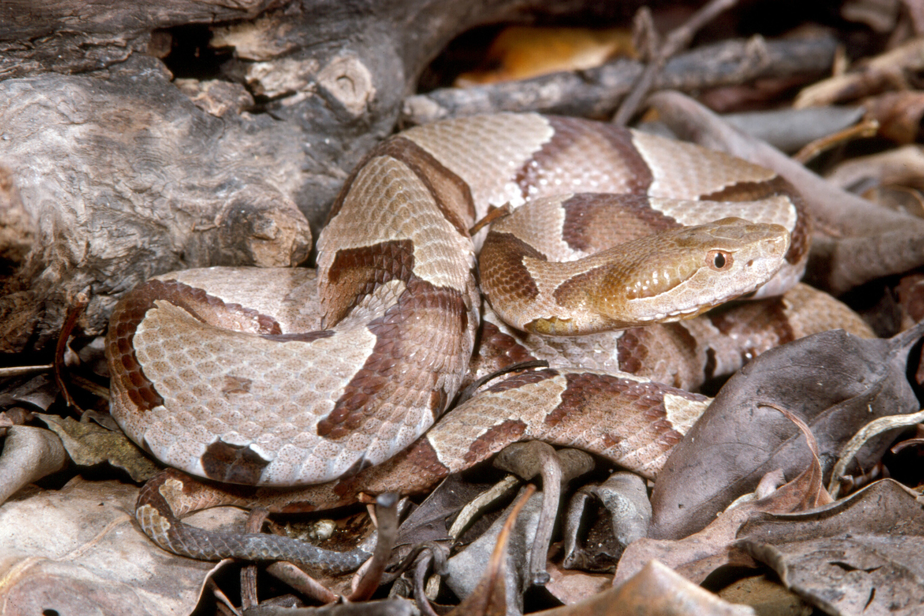 <p>Eastern Copperhead</p>