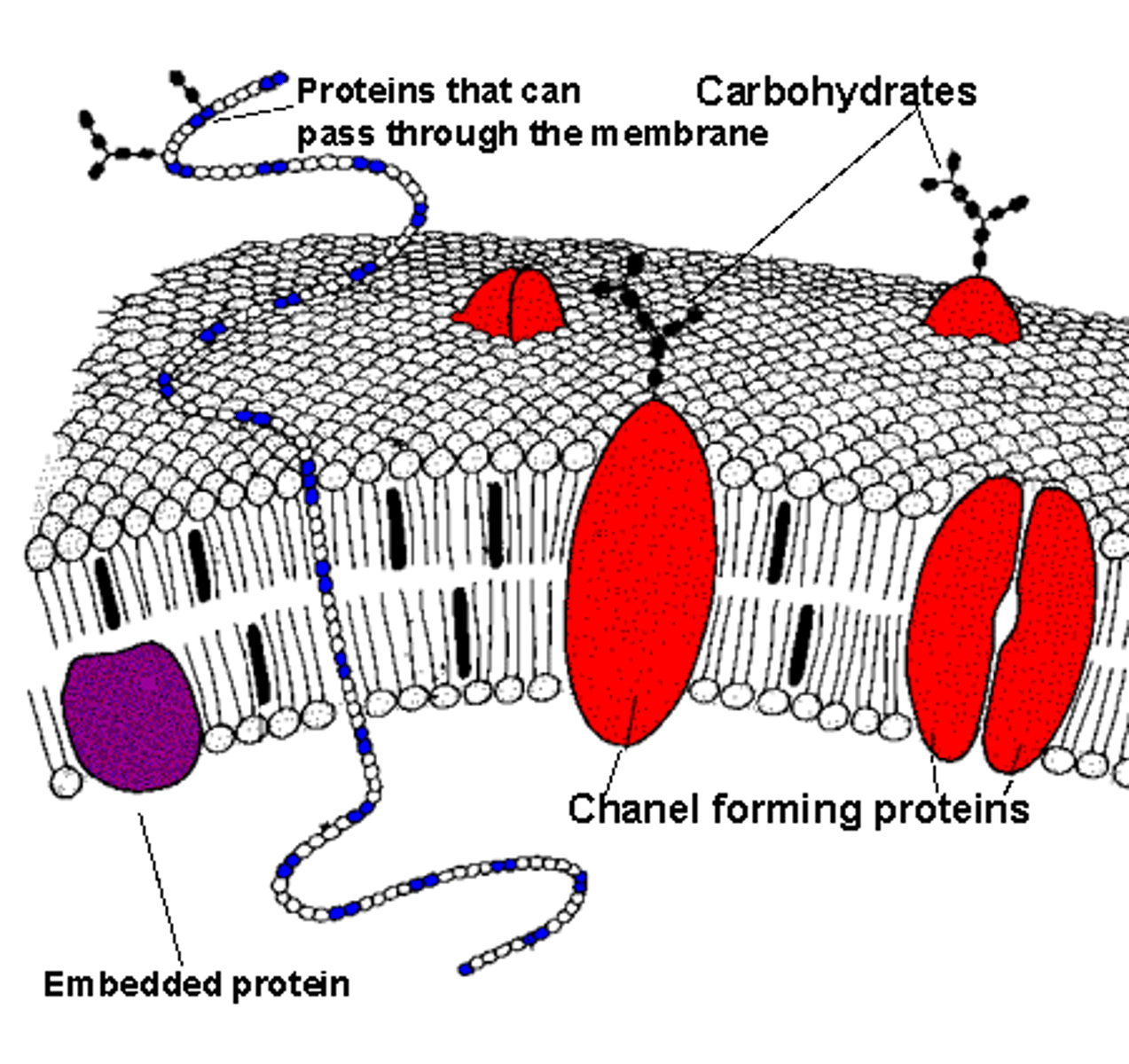 <p>(D) In either the Cytoplasmic or Extracellular Surface of the Cell Membrane only.</p>