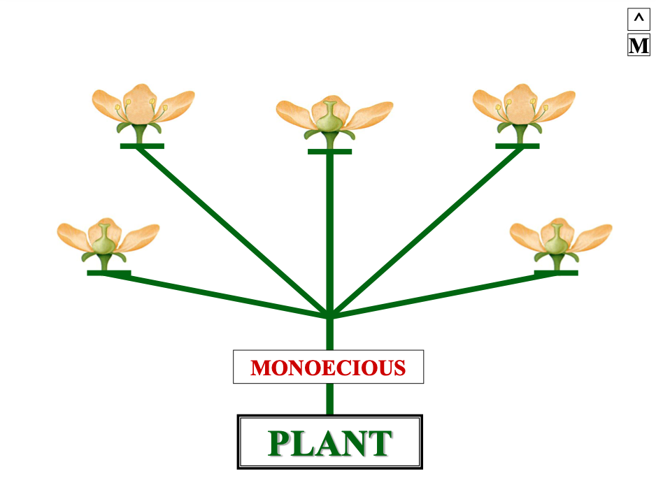 <p>a monoecious plant has imperfect flowers on … plant</p>