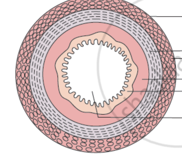 <p>what are the 4 layers of the alimentary canal?</p>
