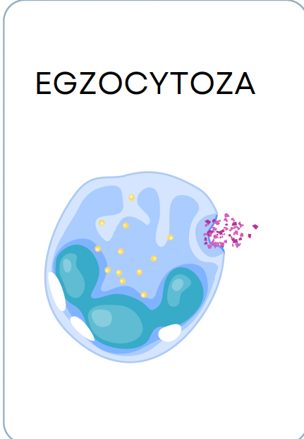 <p>EGZOCYTOZA</p>
