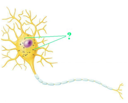 <p><span><span>Identify the indicated part of a neuron.</span></span></p>