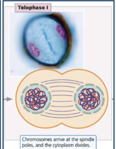 <ul><li><p>Chromosomes decondense</p></li><li><p>Nuclei reform</p></li><li><p>Cytokinesis divides cytoplasm into two separate cells</p></li></ul><p></p><p>The resulting two daughter cells are HAPLOID</p>