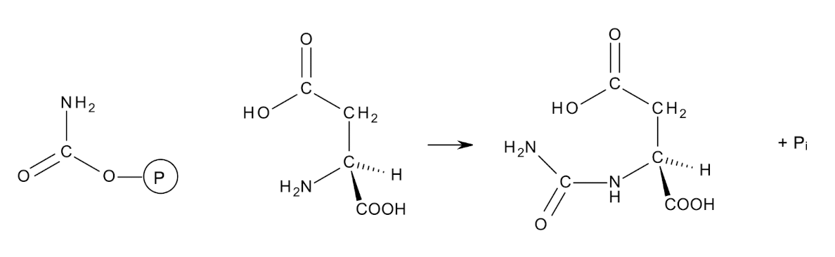 <p><span style="color: green;"><strong>Carbamoyl phosphate</strong></span><strong> </strong>is an activated carbon-nitrogen</p><p>compound</p><p><span style="color: green;"><strong>Aspartate transcarbamoylase </strong></span><strong>transfers it to the amino group of ASP to form N-carbamoyl aspartate</strong></p>