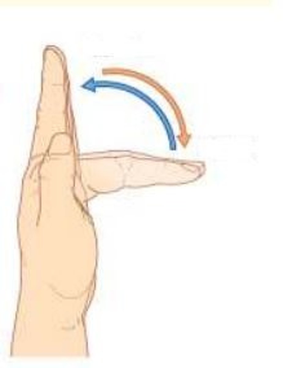 <p>Blue arrow = Extension</p><p>Orange arrow = Flexion</p>