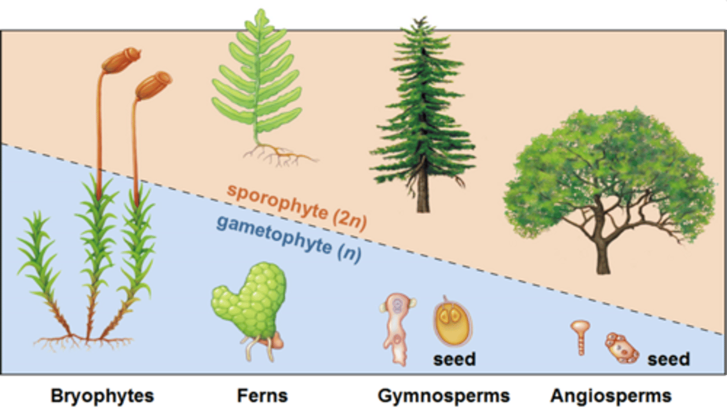 <p>several hypotheses exist:</p><p>1. as sporophytes began to perform more functions, they became more dominant than gametophytes</p><p>2. being 2n was advantageous (sporophyte able to asexually reproduce more easily)</p>