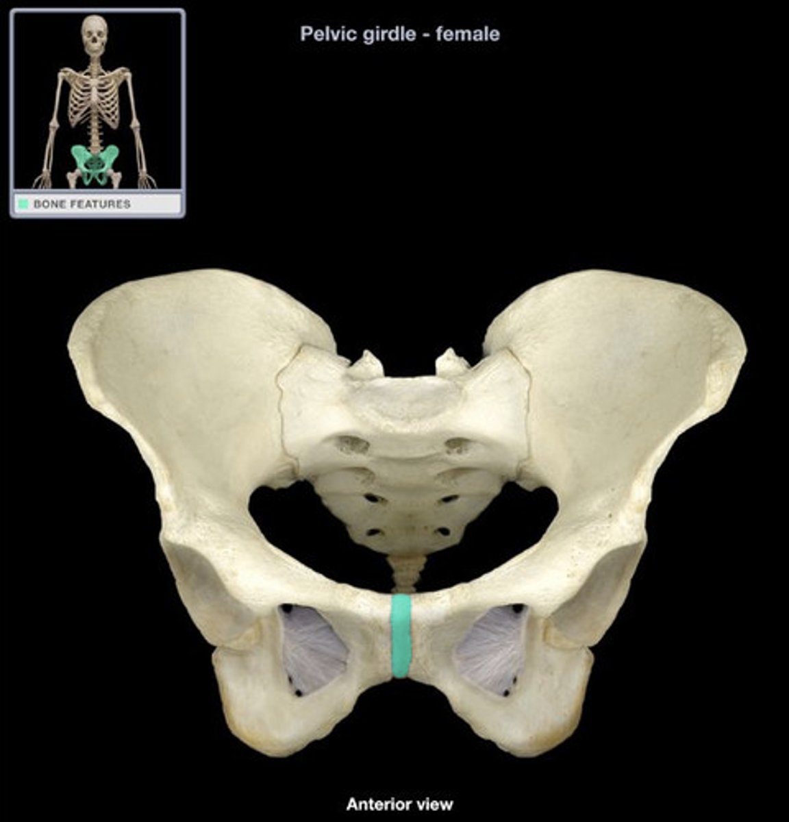 <p>- slightly movable joint, where left and right pelvis bones connect</p><p>- origin of rectus abdominis</p>
