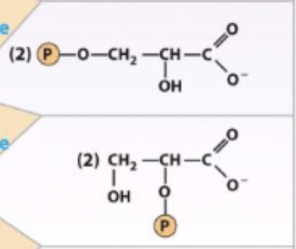 <p>3-phosphoglycerate ←→ 2-phosphoglycerate</p><p>enzyme and step</p>