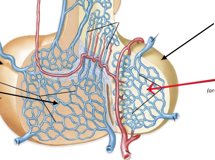<p>What is the network of capillaries on the posterior lobe of pituitary gland?</p>