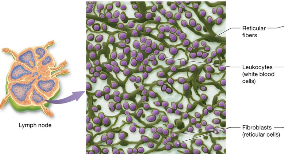 <ul><li><p>Type of connective tissue</p></li><li><p>Forms fine networks of tissue that support small structures</p></li></ul><p></p>