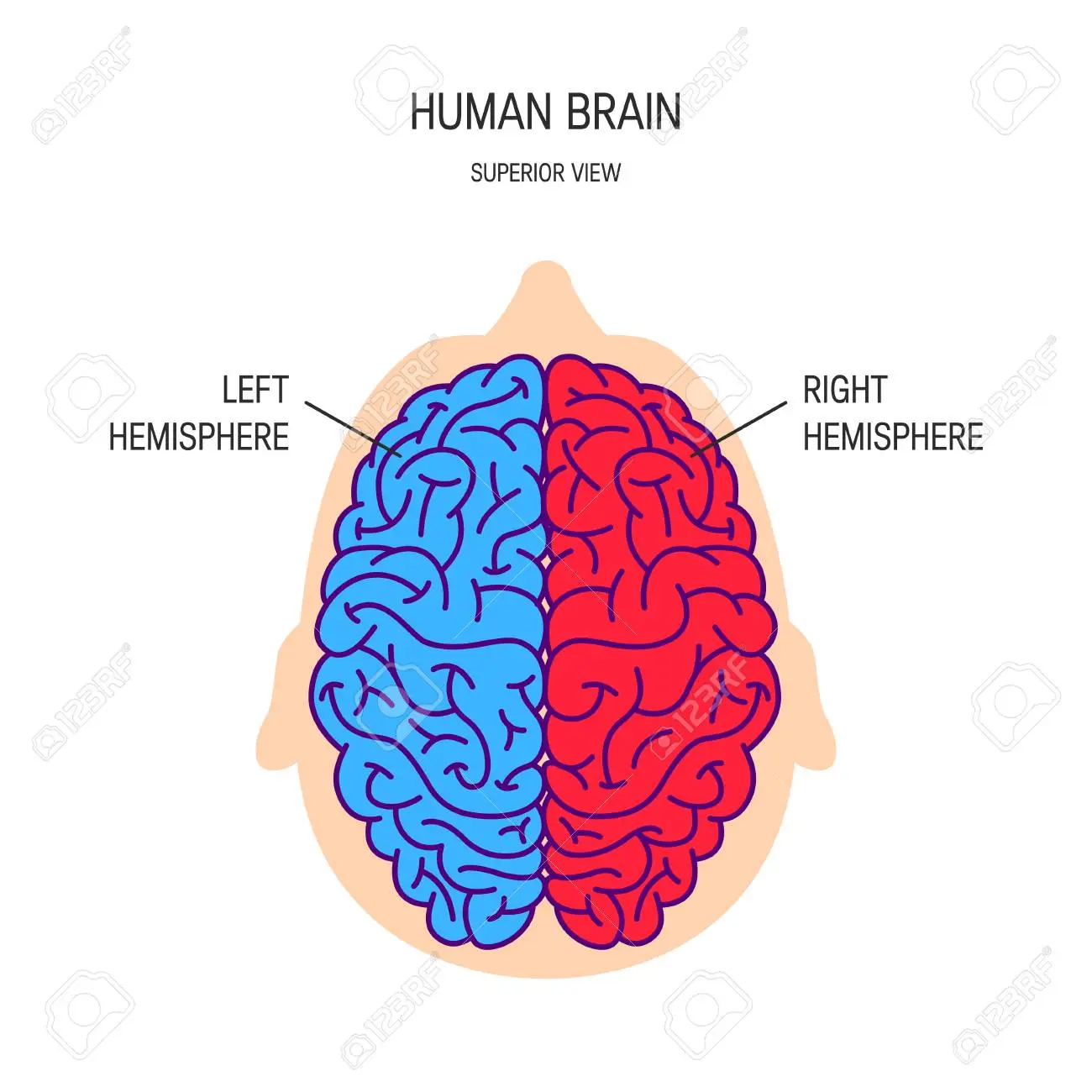 <p><strong>Half</strong> of the brain</p><ul><li><p>Right hemisphere on the right side</p></li><li><p>Left hemisphere on the left</p></li></ul>