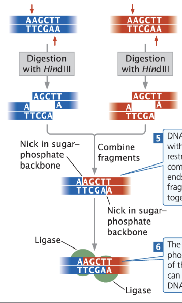 \-can mix and match if compatible

\-complementary base pairing must occur 