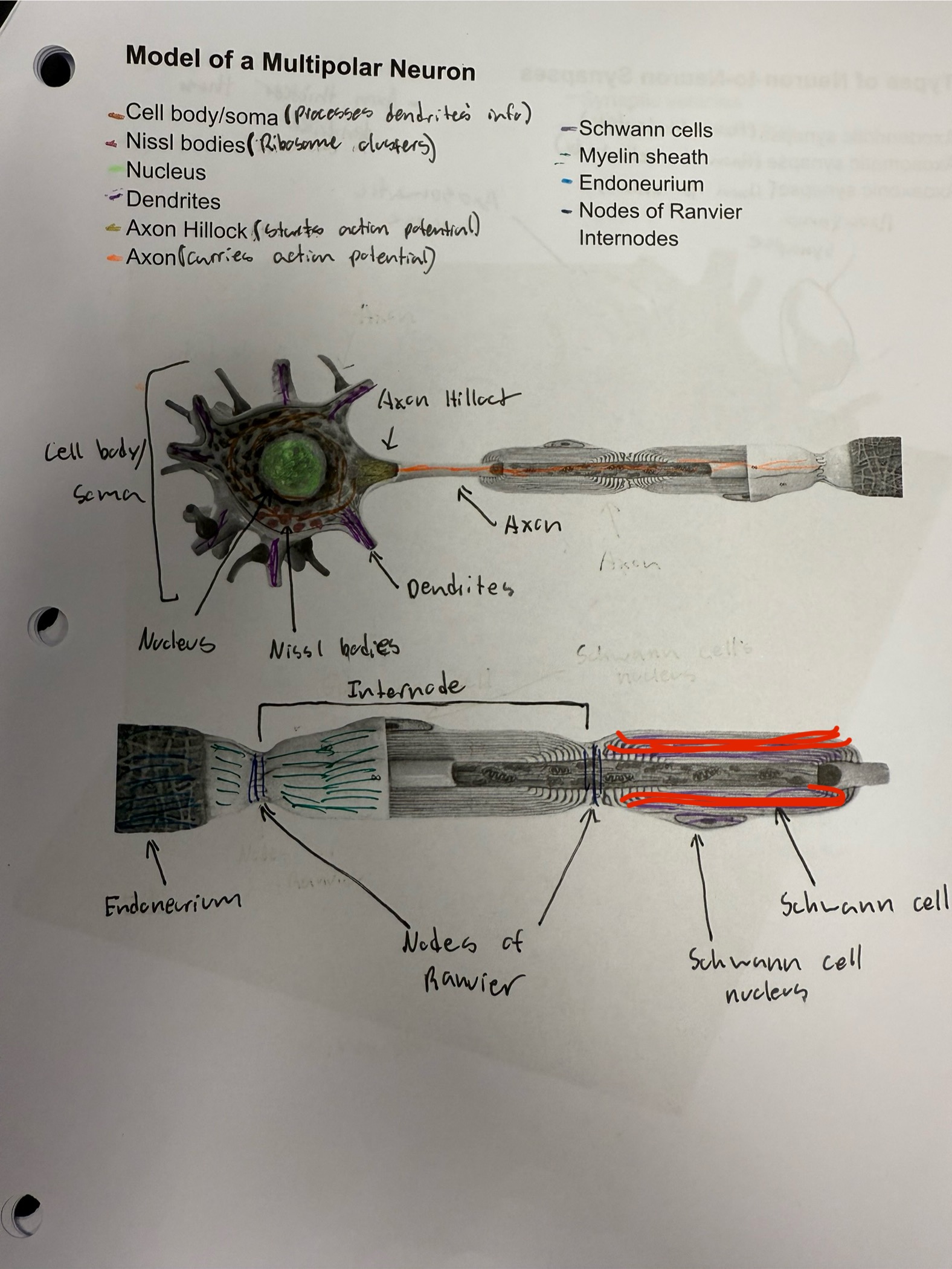 <ul><li><p>Myelin that surrounds axon of neuron</p></li><li><p>Allows electrical impolses to move faster through axon</p></li></ul><p></p>