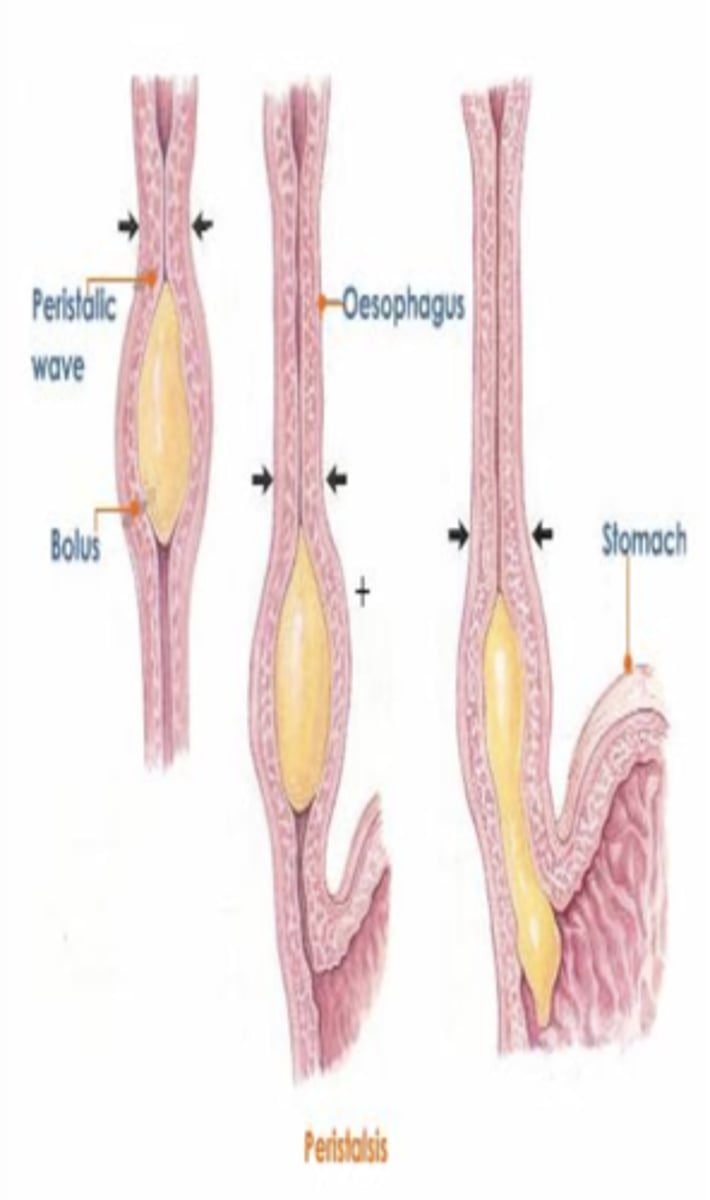 <p>Propulsive movement: series of alternating contractions and relaxations of smooth muscle that lines the walls of the digestive organs and that forces food to move forward</p><p>- inherent property of smooth muscle</p><p>• Stimulation: Distension, Chemical, physical</p>