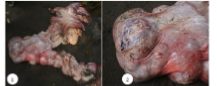 <p>What is this condition - the most common female reproductive neoplasm across domestic mammals?</p>