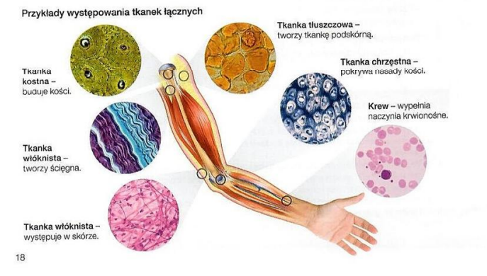 <p>Tkanka łączna ma wiele rodzajów, dlatego ma różne zadania, przykładowo tkanka tłuszczowa żółta spełnia funkcje ochronne i termoregulacyjne.</p><p>Jej budowa też jest różna, ale w gruncie rzeczy są to <strong>luźno </strong>ułożone komórki, pomiędzy którymi znajduje się <strong>dużo substancji międzykomórkowej</strong>.</p>