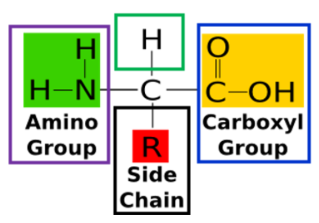 <ol><li><p>Amino group (-NH2)</p></li><li><p>Carboxyl group (-COOH)</p></li><li><p>Radical group (R-)</p></li><li><p>Hydrogen atom (H-)</p></li></ol><p></p>