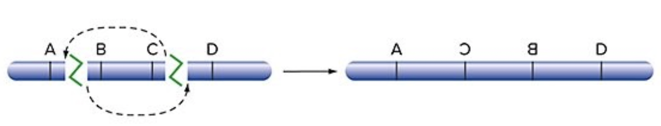 <p>after DSB, the middle of the gene is inserted backwards</p>