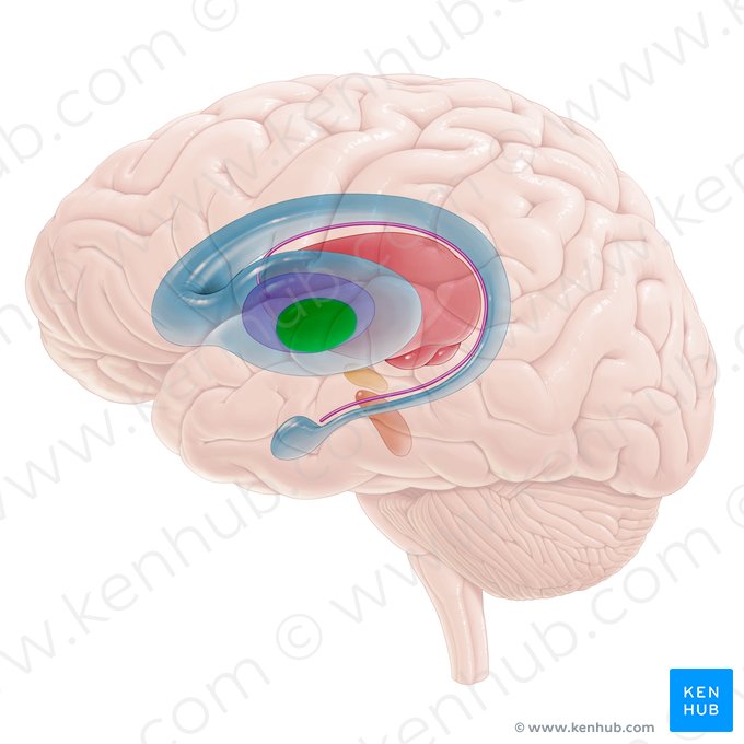 <p>Interne globus pallidus</p>