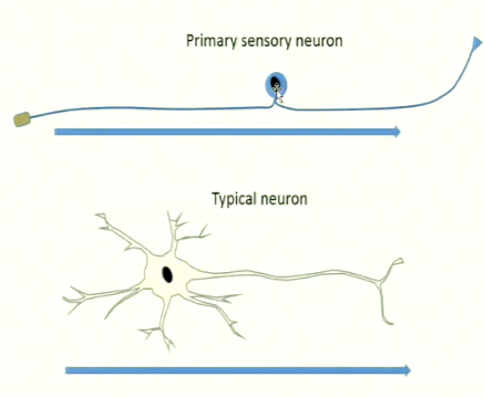 -the first sensory neurons in the pathway
-includes a-alpha fibers, a-beta fibers, a-delta fibers and c fibers
-have a different morphology than typical neurons- have a long axon and a small cell body that sits off to the side 
-flow of information: skin > dendrites (endings) (action potential is generated) > axon (action potential is propagated) > pre-synaptic terminal where it synapses with the next neuron in the pathway
-different flow of information than a typical neuron- action potential is usually generated in the cell body
-enter the spinal cord at the dorsal horn
-have different endings that innervate the skin's surface to respond to different kinds of sensory information