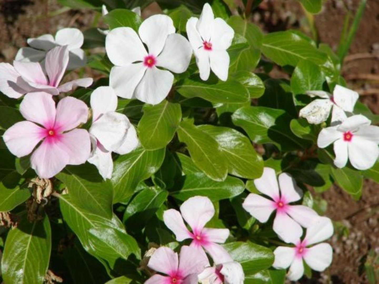 <p>Catharanthus roseus</p>