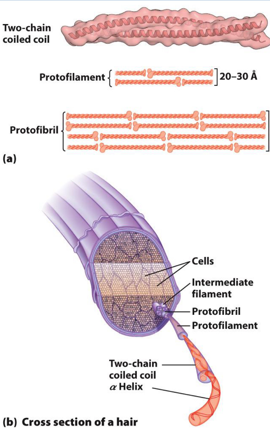 <p>Fibrous- tertiary structure</p>