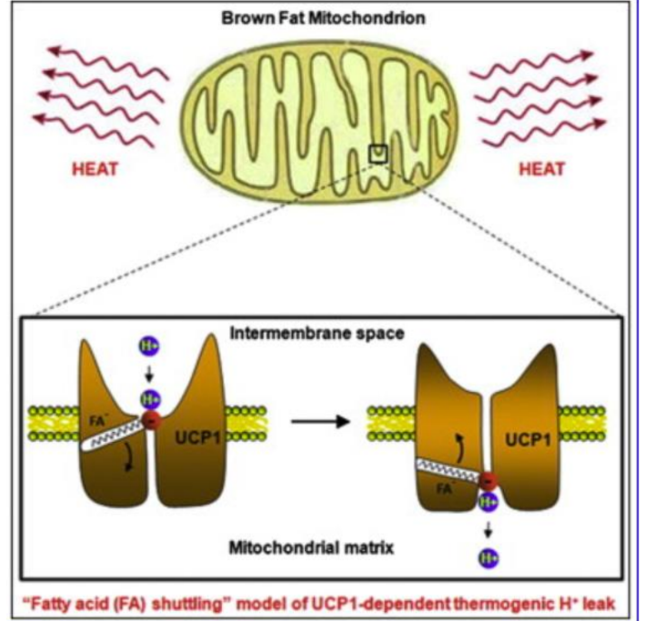 <p>Contrairement au tissu adipeux blanc, qui stocke l'énergie sous forme de triglycérides, le TAB est riche en <strong>mitochondries</strong> et contient une protéine unique appelée <strong>UCP1 (Uncoupling Protein 1)</strong>, également connue sous le nom de <strong>thermogénine</strong>.</p><p>Le fonctionnement du TAB repose sur le découplage de la phosphorylation oxydative dans les mitochondries:</p><ol><li><p>Stimulation par le froid et le système nerveux sympathique</p></li><li><p>Lipolyse et libération d'acides gras dans le cytoplasme</p></li><li><p>Activation de l'UCP1 dans la membrane mitochondriale interne</p></li><li><p>Découplage de la phosphorylation oxydative</p><p>En temps normal, dans les mitochondries, la chaîne de transport d'électrons crée un gradient de protons (H+). Ce gradient de protons est ensuite utilisé par l'enzyme <strong>ATP synthase</strong> pour produire de l'ATP. L'UCP1 agit comme un canal alternatif pour les protons, permettant aux protons de refluer de l'espace intermembranaire vers la matrice mitochondriale <strong>sans passer par l'ATP synthase</strong>.</p><p>→production de chaleur au lieu d'ATP</p></li></ol><p></p>
