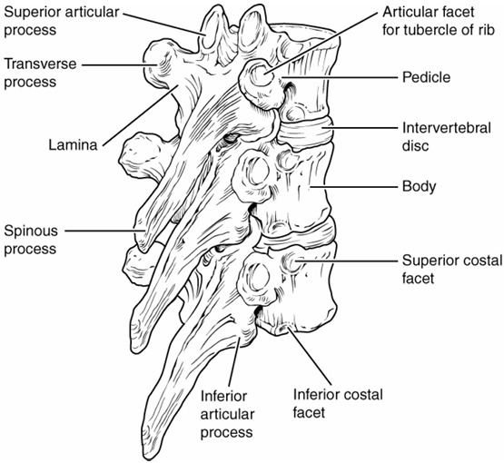 <p>body: intermediate</p><p>vertebral foramen: small, circular</p><p>spinous process: long, slender, point down</p><p>transverse foramen: no</p>