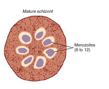 <p>6-12 merozoites (rosette)</p>