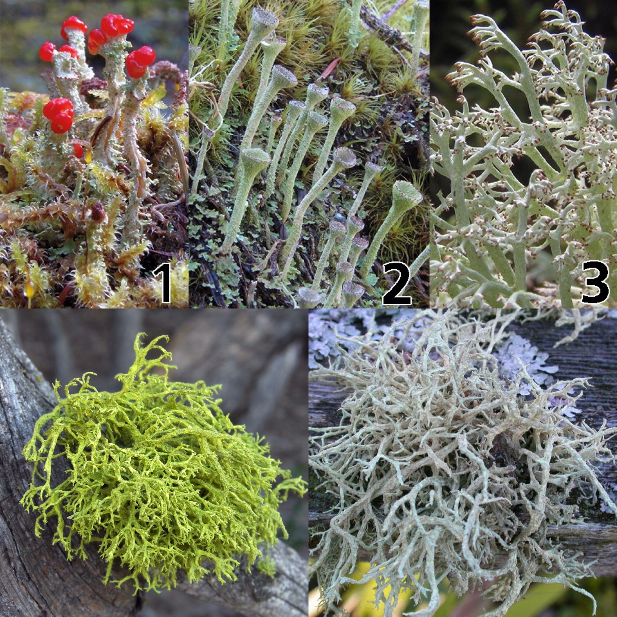 <p>Identify (Name + Type)</p>