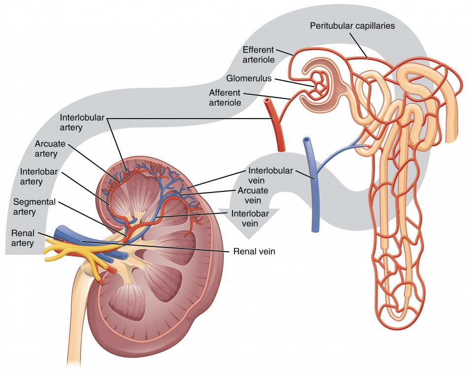 <ol><li><p><strong>Cortical radiate (interlobular) veins</strong></p></li><li><p><strong>Arcuate veins</strong></p></li><li><p><strong>Interlobar veins</strong></p></li><li><p><strong>Renal vein</strong><br>→ Drains into the <strong>inferior vena cava</strong></p></li></ol><p></p>