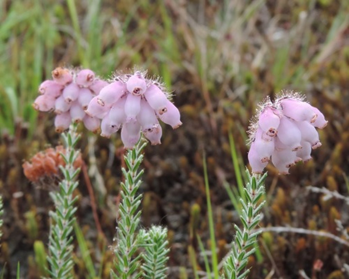 <p>Gewone dophei</p>