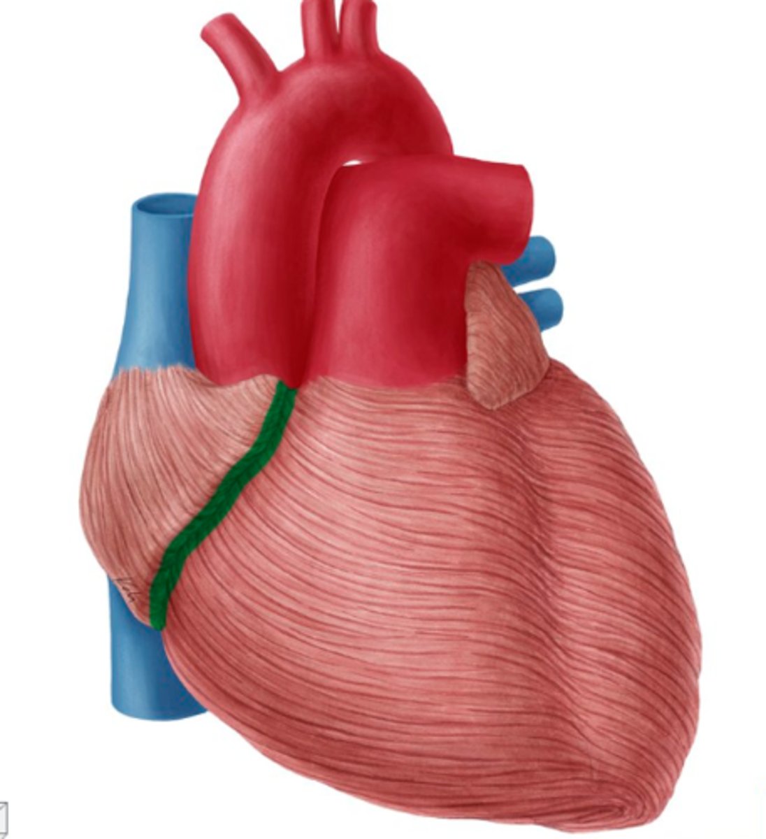<p>coronary sulcus</p>