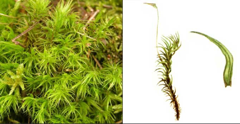 <p><em>Dicranum spp.</em></p>