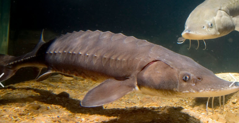 <p>What fish is this and how do you know</p>