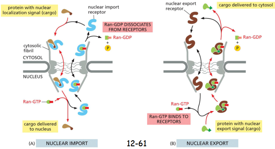 <p>export works just like import but in reverse</p><p>For nuclear import, Ran-GTP binding causes the receptor to release the cargo in the nuclear side, critical for the directionality of the nuclear transport.</p><p>For nuclear export, Ran-GTP binding promotes the loading of cargo. GAP in the cytosol triggers GTP hydrolysis and its dissociation from the receptor</p>