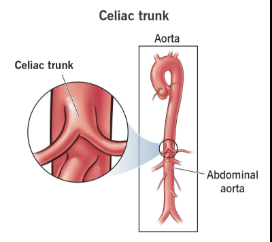 <p>celiac trunk</p>