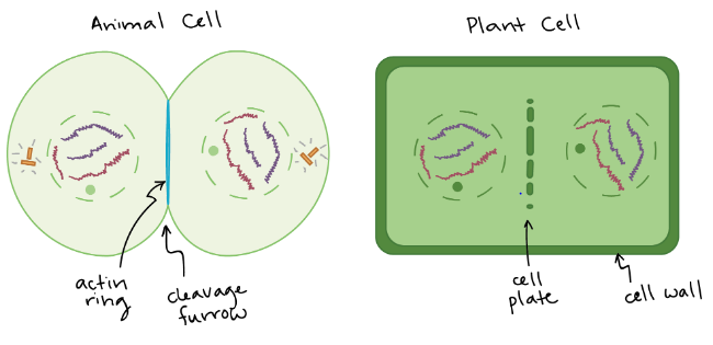 <p>This is the _______ stage of mitosis. It usually overlaps with the telophase.</p>