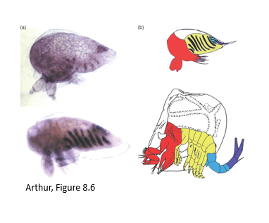 Examples:

Human brain size vs. chimp brain

Crustacean abdomen larger in shrimp and lobster, but reduced in crabs and barnacles.

