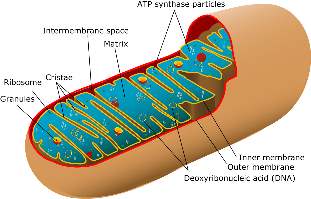 <p><u>Mitochondria:</u> responsible for some of the processes that synthesize ATP. Has ___ membranes, which allows for compartmentalization of different chemical reactions. Has its own free-floating circular DNA which allows it to _______.</p><ul><li><p><u>ATP Synthesis:</u> two processes that create ATP are the Citric Acid Cycle which occurs in the matrix and Oxidative Phosphorylation that occurs on the inner membrane.</p></li><li><p><u>Outer Membrane:</u> Smooth and not folded.</p></li><li><p><u>Inner Membrane:</u> folding of inner membrane increases surface area to allow for more/ faster ___ production.</p></li><li><p><u>Cellular Respiration:</u> mitochondria break down _______ in the presence of _______ to produce ATP, which stores chemical energy. The process also produces carbon dioxide and water as waste products.</p></li></ul><p></p>